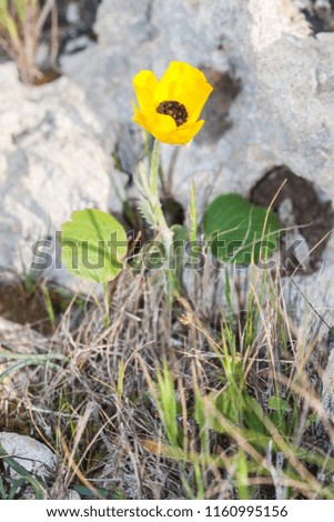 Ranunculus asiaticus, the Persian buttercup, is a species of buttercup (Ranunculus) native to the eastern Mediterranean region in southwestern Asia. Wild form.