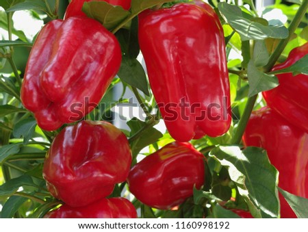 Ripe red peppers at its shrub