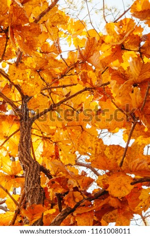 Natural Yellow maple autumn leaves against sky. Near Sogang river, Seonam village, Gangwon, South Korea