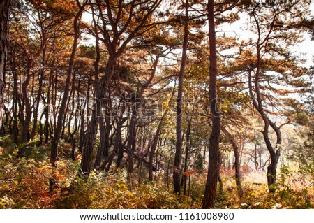 Natural autumn pine forest in evening sunset light near Sogang river, Seonam village, Gangwon, South Korea