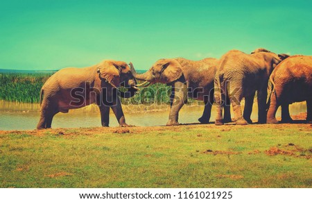 Vintage. Herd of elephants at a watering hole. Matte background. Amazing African wildlife Wild animals in National Parks 