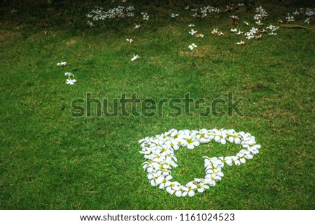 Frangipani in heart shape on green grass background,White heart on green grass