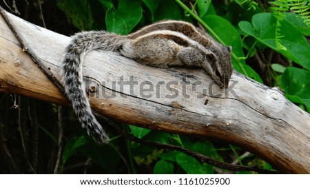 Squirrel on tree branch 