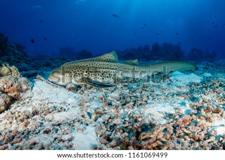 A beautiful Zebra (Leopard) Shark on the sea floor near a tropical coral reef in Thailand