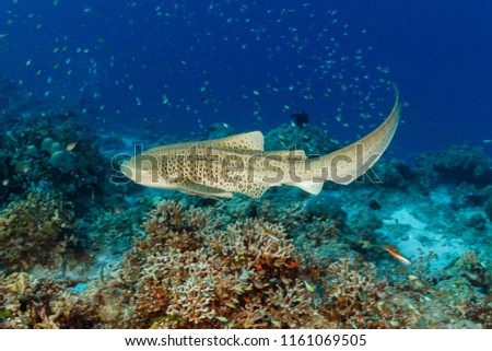 A beautiful Zebra (Leopard) Shark on the sea floor near a tropical coral reef in Asia