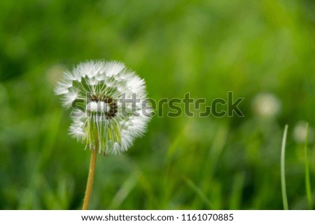 Dandelion in the grass. Slovakia