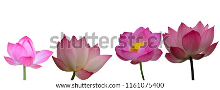 Collection of Isolated pink lotus on a white background , A beautiful pink lotus from Thailand