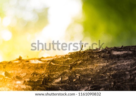 Tree trunk with beautiful sunlight in nature on blurred greenery background in garden. To make a background image. (Soft Focus)