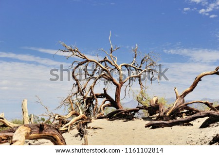 USA. Desert in the Death Valley.