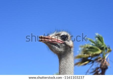 An ostrich with his beak just slightly open.