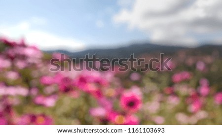 Blurred image of pink flower landscape. Mountain and blue sky as background.