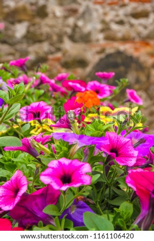Closeup view of colourful flowers and green grass on a sunny day.