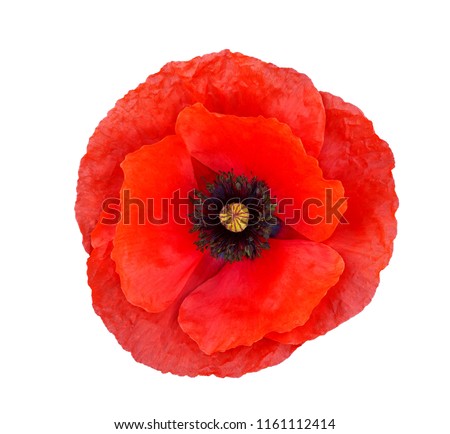Single red  poppy isolated on white background.Top view Royalty-Free Stock Photo #1161112414