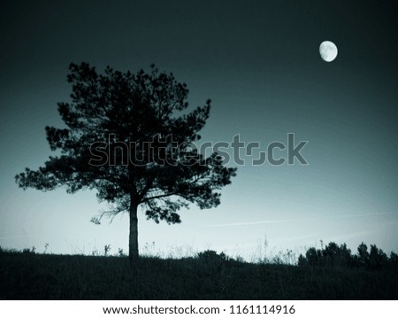 One pine stands under the moon.