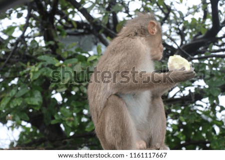 A few monkeys indulging in Natural fruits.