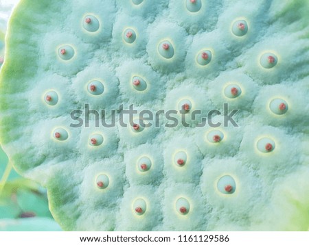 Water lily seed background