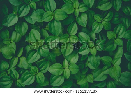 Vintage picture tone of Little Green leaves background for design art work or add text message. Natural pattern plant leaf fresh for backdrop.