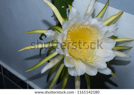 Closeup THAI Climbing cactus flower at night,In Thailand is called "BOTAN Flower"