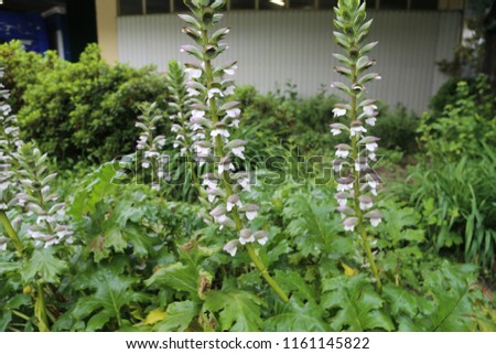  
White flowers on a long green stalk in summer - Aletris, the colicroot, colicweed, crow corn, or unicorn root, is a genus of flowering plants in the Nartheciaceae family Royalty-Free Stock Photo #1161145822