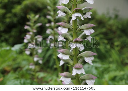 White flowers on a long green stalk in summer - Aletris, the colicroot, colicweed, crow corn, or unicorn root, is a genus of flowering plants in the Nartheciaceae family Royalty-Free Stock Photo #1161147505