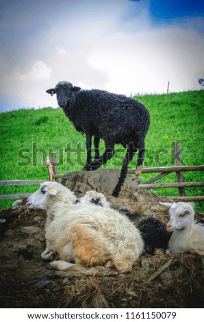 sheep on a farm in the mountains of western Ukraine