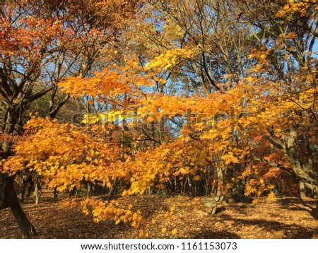 Golden Leaves in Korea