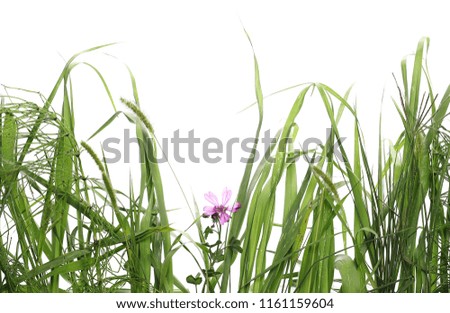 fresh green grass and flower isolated on white background and texture, clipping path