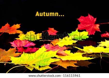 Autumn leaves background in black