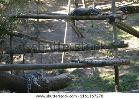 beautiful snow leopard in a zoo