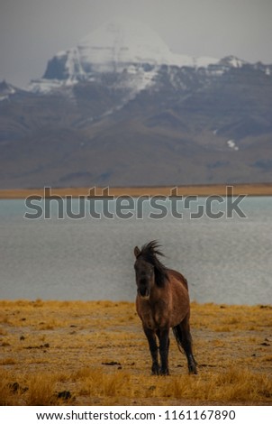The sacred lake Manasarovar with blue transparent water in the mountains of West Tibet under cloudy sky. Horses are grazed near the lake with view on Kailash mount. Wild nature of China.