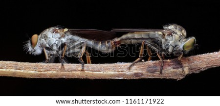 The panorama macro image  of twin robber fly is breeding. It is a large picture. By merging more images to provide the most detailed.