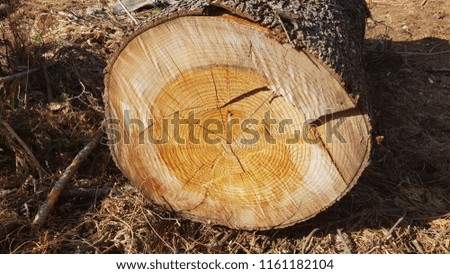 Trunks of cut trees