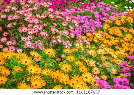 beautiful field of colorful african daisies Dimorphoteca, Osteospermum  like background in garden, close up