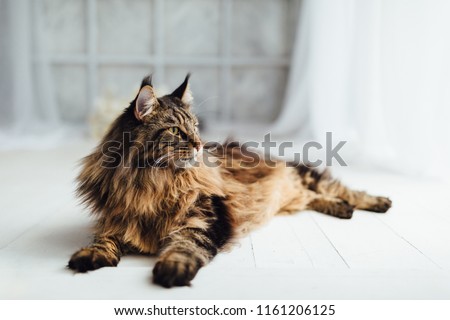 Maine Coon cat on white background Royalty-Free Stock Photo #1161206125