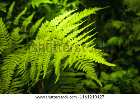 Fern in the rays of the evening sun in the forest. Wildlife and vegetation in the forest.