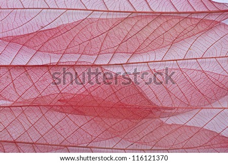 transparent leafs.