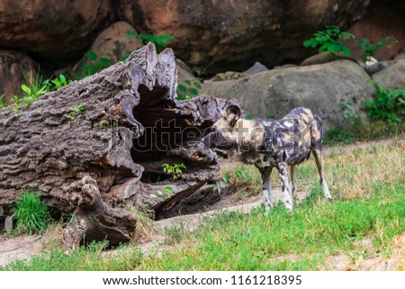 An African Painted Dogs standing by itself.