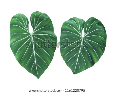 Philodendron Gloriosum, leaves, heart shape plant, indoor or garden, exotic foliage with velvet texture, popular tropical jungle paradise and rainforest design patterns, isolated on white background