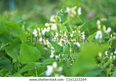 Not ripe vegetable peas on the background of greenery and fields and flowers. Food for vegetarians. Eco-friendly dessert. Stock photos