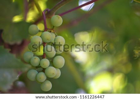 Green grapes on a branch, a bunch of berries. an ecological product for vegetarians. Stock Photo for design and background