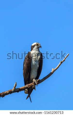 Osprey, pandion haliaetus, sits perched on a branch near Medimont, Idaho.