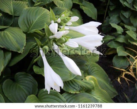 blossoming garden plant of the host with white flowers