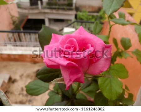 pink roses pictures