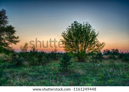 A field with trees illuminated by the setting sun