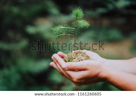 Female hand holding sprout wilde pine tree in nature green forest. Earth Day save environment concept. Growing seedling forester planting Royalty-Free Stock Photo #1161260605