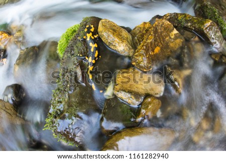 Fire salamander (Salamandra salamandra) wide angle macro, water flows. 