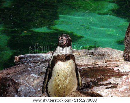 Penguin body in zoo in Augsburg in germany