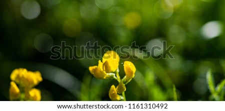 yellow meadow flower covered with drops of dew on a blurred background in the summer morning. Web banner. Element of design. Photo banner.