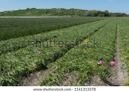 Netherlands,Lisse,Europe, a close up of a green field