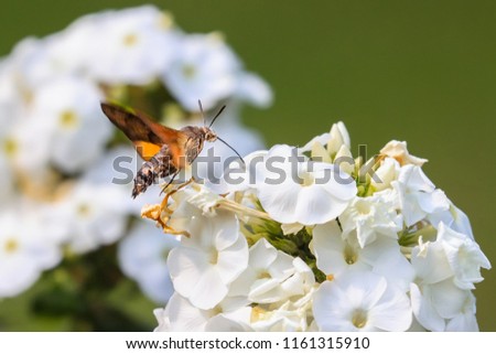 Summer poetic photo. Hummingbird hawk-moth floats around white summer flower and sucks a nectar. Macroglossum stellatarum, Phlox paniculata.